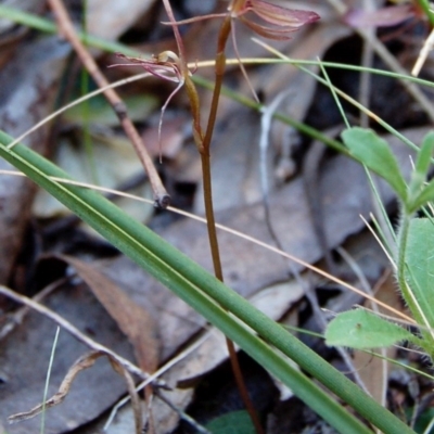 Cyrtostylis reniformis (Common Gnat Orchid) at Aranda, ACT - 5 Oct 2013 by KMcCue