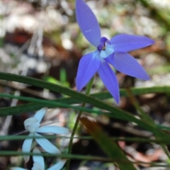 Glossodia major (Wax Lip Orchid) at Aranda, ACT - 6 Oct 2013 by KMcCue