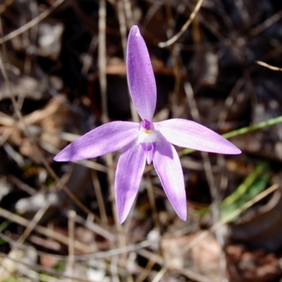 Glossodia major (Wax Lip Orchid) at Aranda Bushland - 5 Oct 2013 by KMcCue