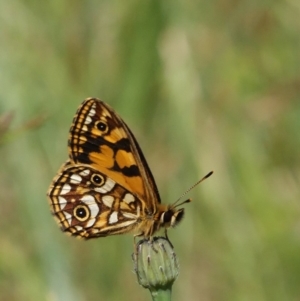 Oreixenica lathoniella at Cotter River, ACT - 5 Feb 2018