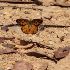 Heteronympha penelope (Shouldered Brown) at Namadgi National Park - 5 Feb 2018 by DPRees125