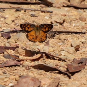 Heteronympha penelope at Cotter River, ACT - 5 Feb 2018