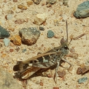 Oedaleus australis at Jerrabomberra, ACT - 6 Feb 2018