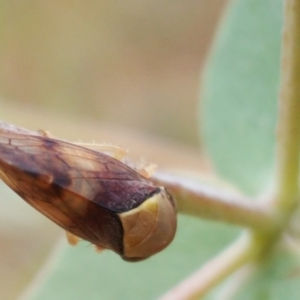 Brunotartessus fulvus at Jerrabomberra, ACT - 6 Feb 2018 10:32 AM