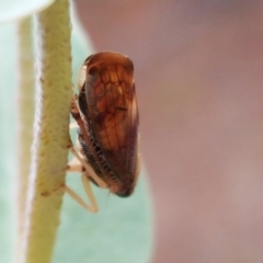 Brunotartessus fulvus at Jerrabomberra, ACT - 6 Feb 2018