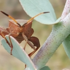 Amorbus (genus) (Eucalyptus Tip bug) at Jerrabomberra, ACT - 6 Feb 2018 by Mike
