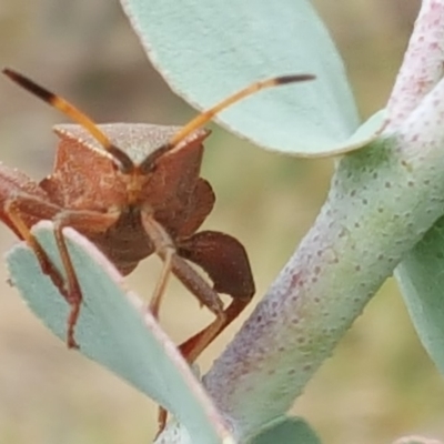 Amorbus (genus) (Eucalyptus Tip bug) at Jerrabomberra, ACT - 6 Feb 2018 by Mike