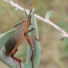 Amorbus sp. (genus) at Jerrabomberra, ACT - 6 Feb 2018