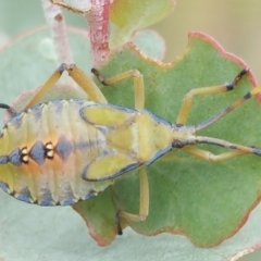 Amorbus sp. (genus) at Jerrabomberra, ACT - 6 Feb 2018 11:11 AM