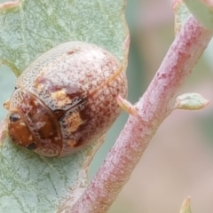 Paropsisterna m-fuscum (Eucalyptus Leaf Beetle) at Jerrabomberra, ACT - 6 Feb 2018 by Mike