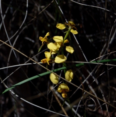 Diuris nigromontana (Black Mountain Leopard Orchid) at Point 64 - 6 Oct 2013 by KMcCue