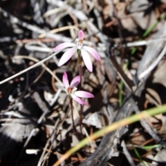 Caladenia fuscata (Dusky Fingers) at Aranda Bushland - 5 Oct 2013 by KMcCue