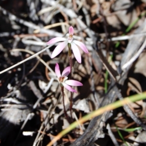 Caladenia fuscata at Aranda, ACT - suppressed