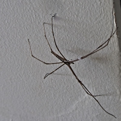 Deinopidae (family) (Net-casting Spider) at Banks, ACT - 5 Feb 2018 by UserfaKgHkxs