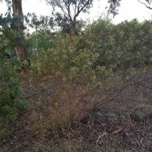 Cassinia quinquefaria at Griffith, ACT - 4 Feb 2018 07:39 PM