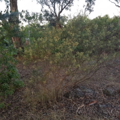 Cassinia quinquefaria (Rosemary Cassinia) at Griffith Woodland - 4 Feb 2018 by ianandlibby1