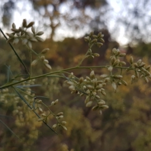 Cassinia quinquefaria at Griffith, ACT - 4 Feb 2018 07:39 PM