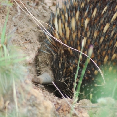Tachyglossus aculeatus (Short-beaked Echidna) at Belconnen, ACT - 10 Nov 2013 by KMcCue
