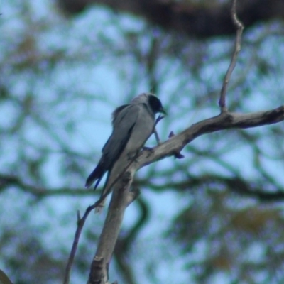 Coracina novaehollandiae (Black-faced Cuckooshrike) at Molonglo River Reserve - 9 Nov 2013 by KMcCue