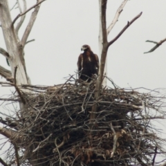 Aquila audax (Wedge-tailed Eagle) at Molonglo Valley, ACT - 10 Nov 2013 by KMcCue