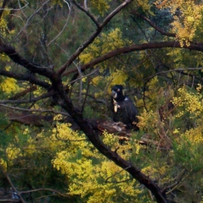 Zanda funerea (Yellow-tailed Black-Cockatoo) at Spence, ACT - 20 Aug 2014 by Watermilli