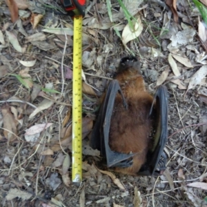 Pteropus poliocephalus at Spence, ACT - 19 Dec 2015