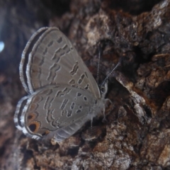 Acrodipsas myrmecophila (Small Ant-blue Butterfly) at Symonston, ACT - 6 Feb 2018 by Christine