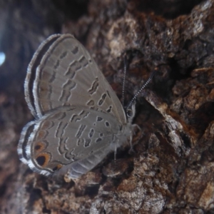 Acrodipsas myrmecophila at suppressed - 6 Feb 2018