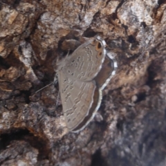 Acrodipsas myrmecophila at suppressed - 6 Feb 2018