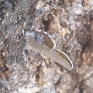 Acrodipsas myrmecophila at suppressed - suppressed