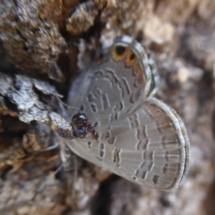 Acrodipsas myrmecophila at suppressed - suppressed