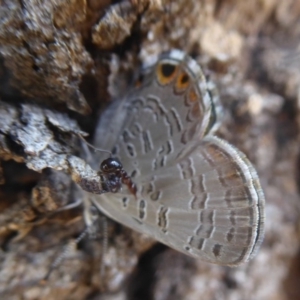 Acrodipsas myrmecophila at suppressed - 6 Feb 2018