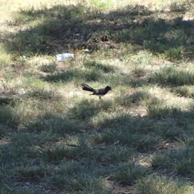 Rhipidura leucophrys (Willie Wagtail) at Acton, ACT - 19 Jan 2018 by jb2602
