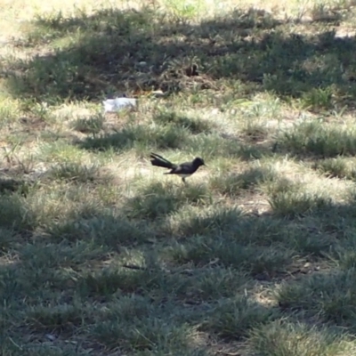 Rhipidura leucophrys (Willie Wagtail) at Acton, ACT - 18 Jan 2018 by jbromilow50