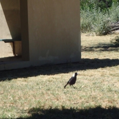 Gymnorhina tibicen (Australian Magpie) at Acton, ACT - 19 Jan 2018 by jb2602