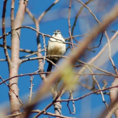 Stizoptera bichenovii (Double-barred Finch) at Belconnen, ACT - 2 Nov 2012 by KMcCue