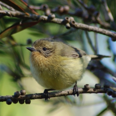 Acanthiza nana (Yellow Thornbill) at Belconnen, ACT - 2 Nov 2012 by KMcCue