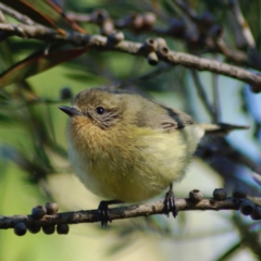 Acanthiza nana (Yellow Thornbill) at Belconnen, ACT - 1 Nov 2012 by KMcCue