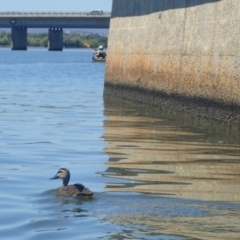 Anas superciliosa (Pacific Black Duck) at Lake Burley Griffin Central/East - 19 Jan 2018 by jb2602