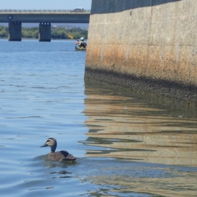 Anas superciliosa (Pacific Black Duck) at Lake Burley Griffin Central/East - 19 Jan 2018 by jb2602