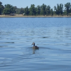 Anas superciliosa at Parkes, ACT - 19 Jan 2018 11:45 AM