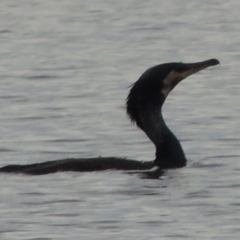 Phalacrocorax carbo (Great Cormorant) at Weston Creek, ACT - 26 Jan 2018 by MichaelBedingfield