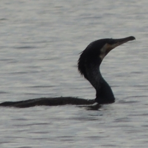 Phalacrocorax carbo at Weston Creek, ACT - 26 Jan 2018