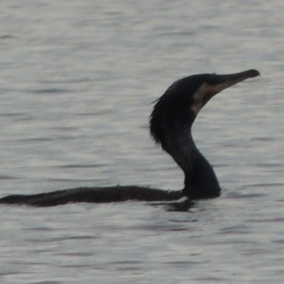 Phalacrocorax carbo (Great Cormorant) at Weston Creek, ACT - 26 Jan 2018 by MichaelBedingfield