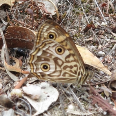 Geitoneura acantha (Ringed Xenica) at Tidbinbilla Nature Reserve - 6 Feb 2018 by RobParnell