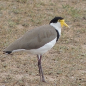 Vanellus miles at Weston, ACT - 26 Jan 2018 06:36 PM