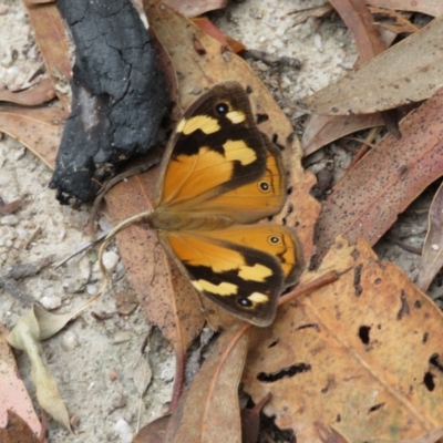 Heteronympha merope (Common Brown Butterfly) at Tidbinbilla Nature Reserve - 6 Feb 2018 by RobParnell