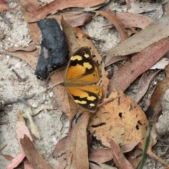 Heteronympha merope at Paddys River, ACT - 6 Feb 2018 12:24 PM