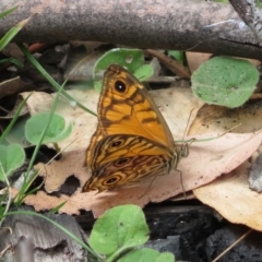 Geitoneura acantha (Ringed Xenica) at Tidbinbilla Nature Reserve - 6 Feb 2018 by RobParnell