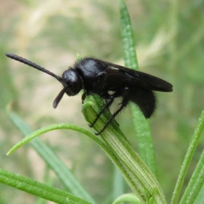 Austroscolia soror (Blue Flower Wasp) at Tidbinbilla Nature Reserve - 6 Feb 2018 by RobParnell